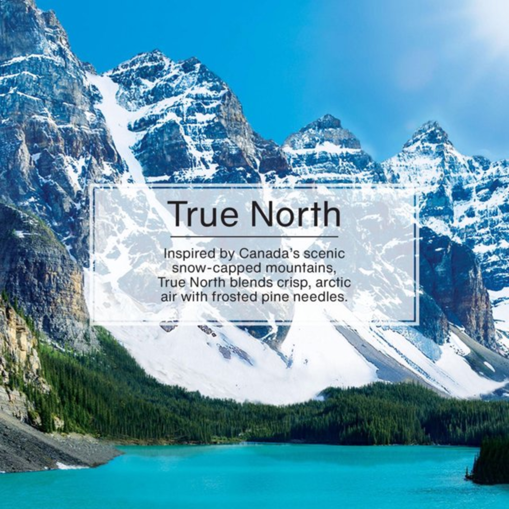 Little Trees Car Freshener True North 6pcs