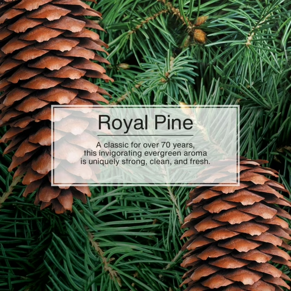 Little Trees Car Freshener Royal Pine 1pc ($21.36 for 24pcs)